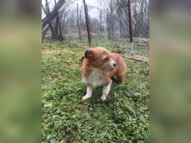 Kaya Tierschutzhund sucht ein Zuhause