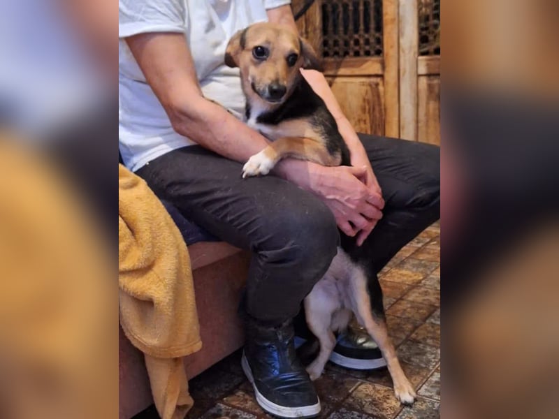 ⭐️MISSY⭐️, Hündin, 3 Jahre, 31 cm, Mischling, Tierschutz