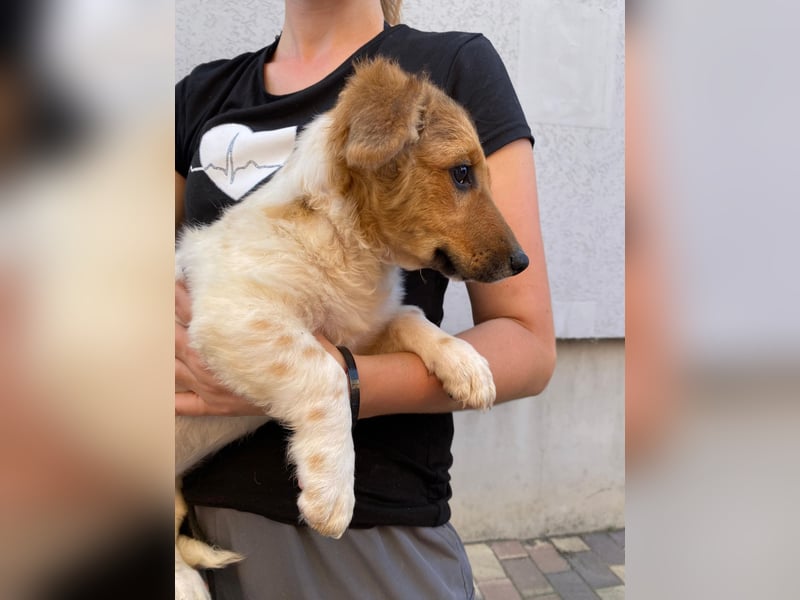 Nika möchte Streicheleinheiten