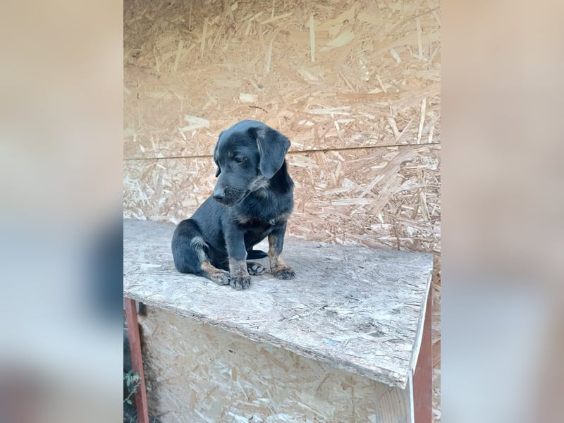 Zoe Tierschutzhund sucht ein Zuhause