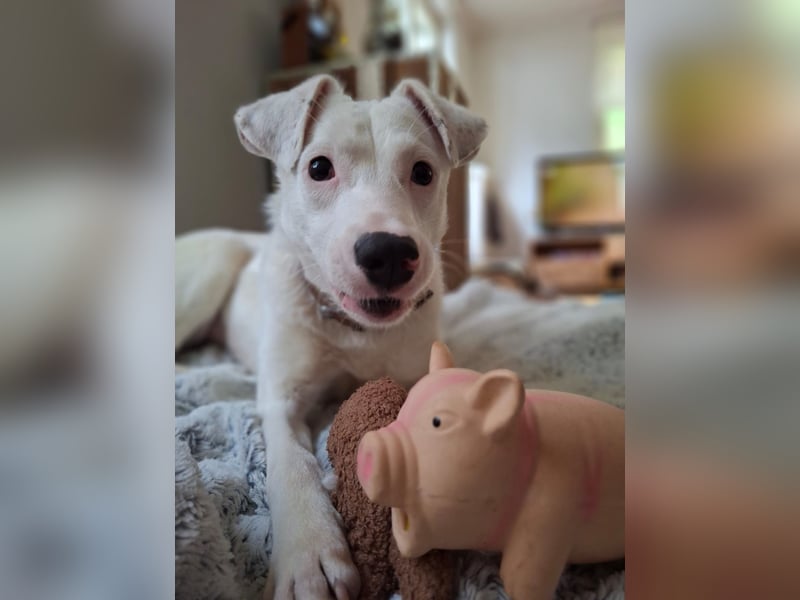 ARTEMIS, lustige Lakritz-Nase, 1 Jahr, 40 cm, Mischlingsmädchen, Tierschutz, Pflegestelle 53773