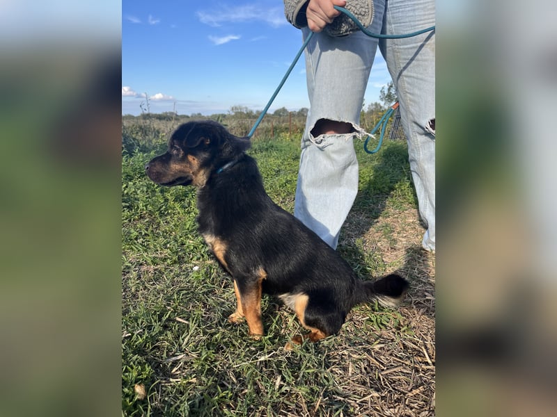 Kolos wartet auf dich