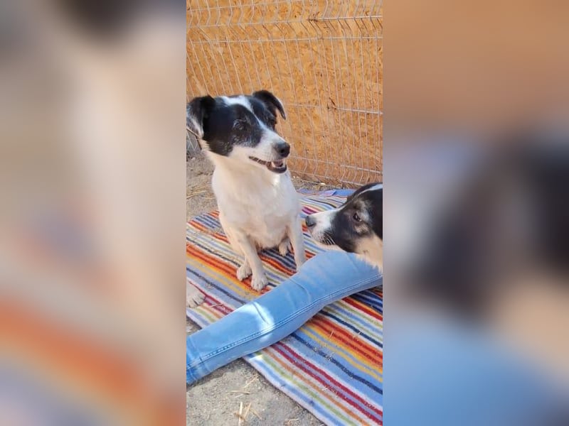 MARENA, anhängliche Hündin, 3 Jahre, 39 cm, Mischling, Tierschutz