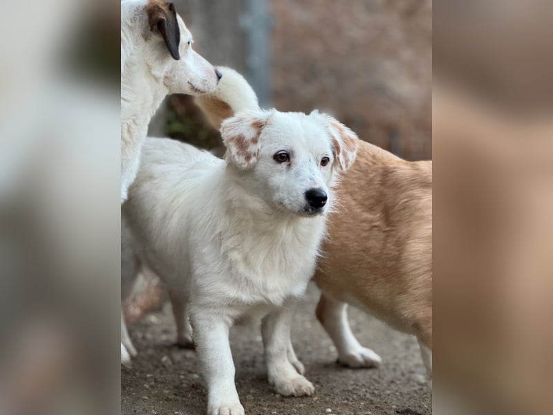 ⭐️FELIA⭐️, reizende Hündin, 1 Jahr, 34cm, Mischling, Tierschutz