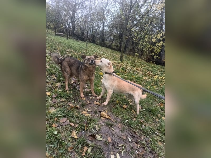 Billy Tierschutzhund sucht ein Zuhause