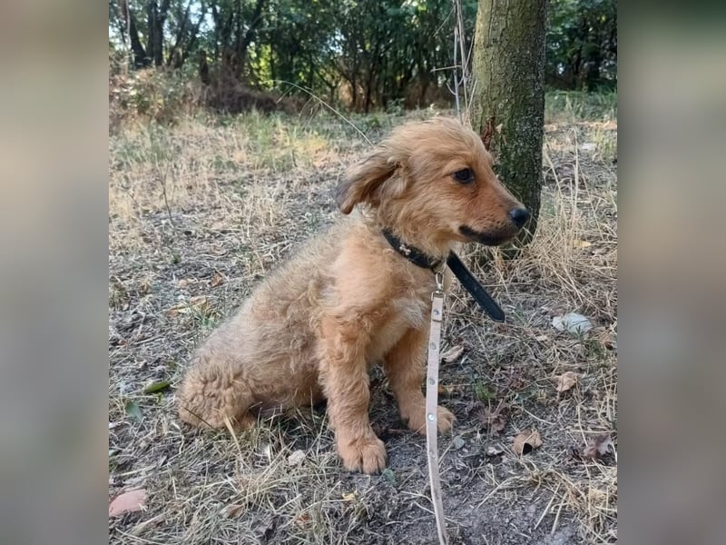 Leo Tierschutzhund sucht ein Zuhause