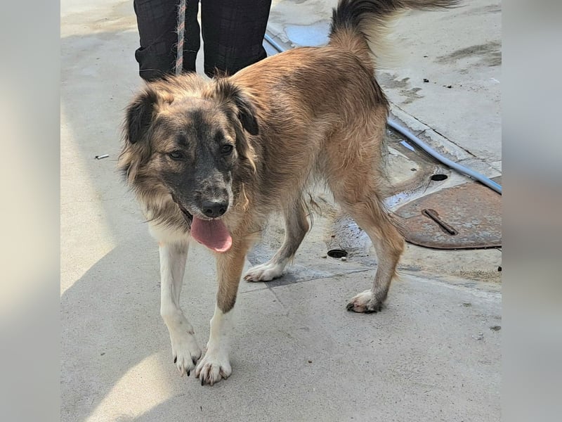 Die hübsche Roxi würde Rumänien so gerne verlassen