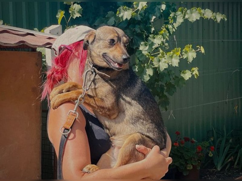 Poppy - Verdient endlich ein liebendes Zuhause!