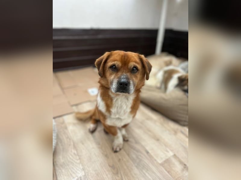 TAC, neugieriger Rüde, 2 Jahre, 35 cm, Mischling, Tierschutz