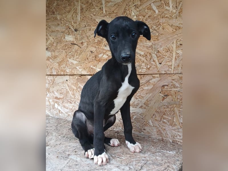 Sonic Tierschutzhund sucht ein Zuhause