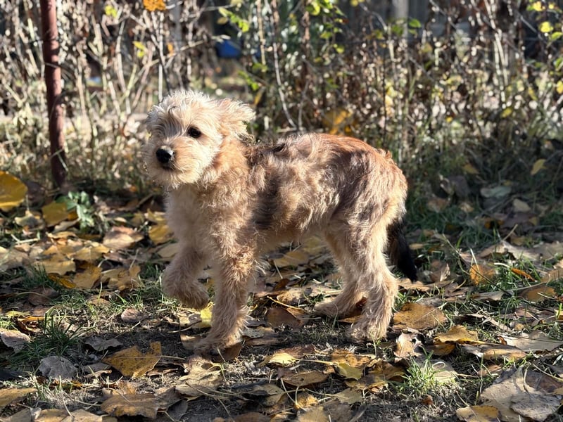 Masni - Zuckersüße Hündin sucht Zuhause