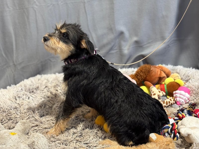 kleiner Texton sucht Dich!