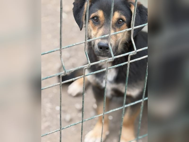 ⭐️BERO⭐️, lustiger Mini, Rüde, fast 2 Jahre, 32cm, Mischling, Tierschutz