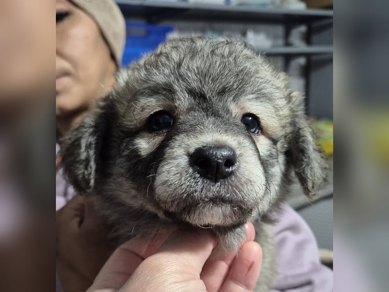 Welpenhündin 890521 sucht ihre Menschen