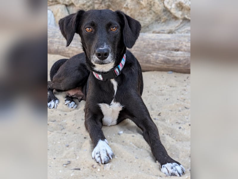 Zauberhafte Sophie wartet in Portugal auf unserem Tierschutzhof!