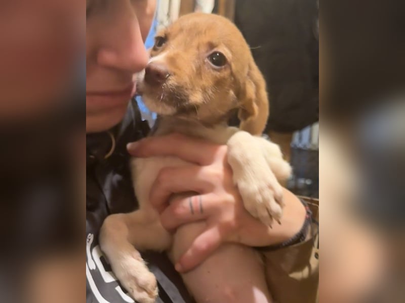 BIGGI, pfiffige Welpin, 3 Monate, 27 cm, Mischling, Tierschutz Rumänien