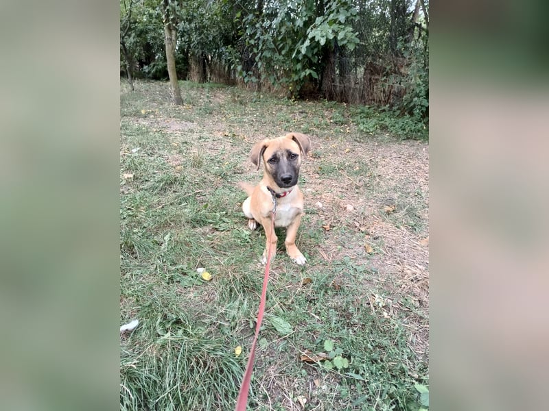 Zara Tierschutzhund sucht ein Zuhause