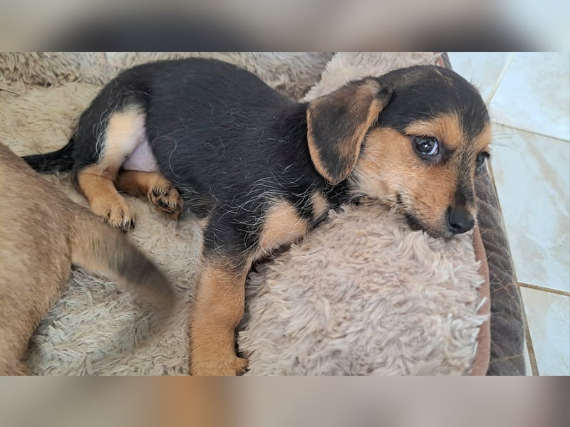 Kleine Yvette sucht ihr großes Glück