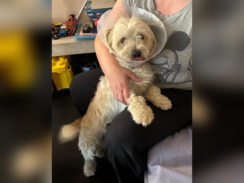 ⭐️PIXIE⭐️, Rüde, 1,5 Jahre, 35 cm, Mischling, Tierschutz