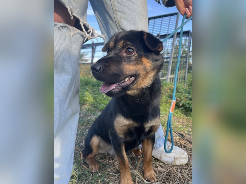 Kolos wartet auf dich