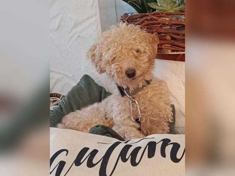 ⭐️FLOWER⭐️, Hündin, 3 Jahre, 30 cm, Mischling, Tierschutz