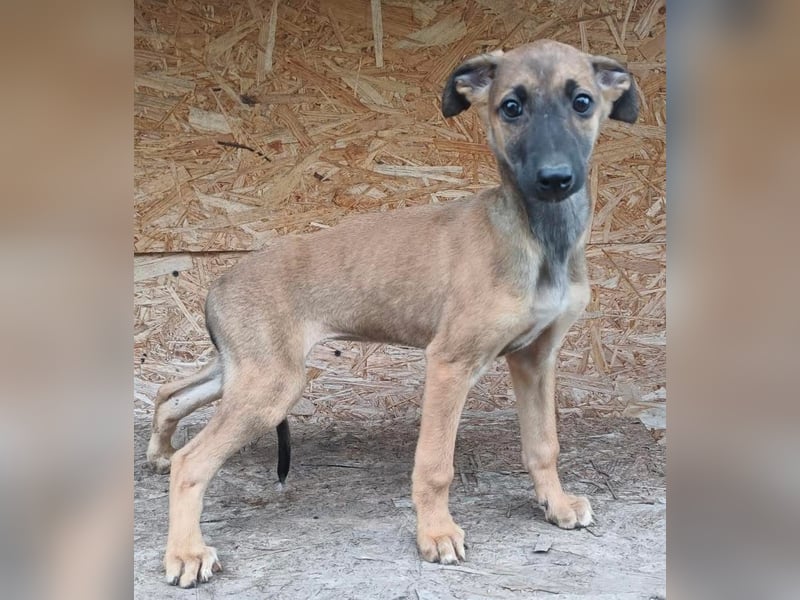 Saphira Tierschutzhund sucht ein Zuhause