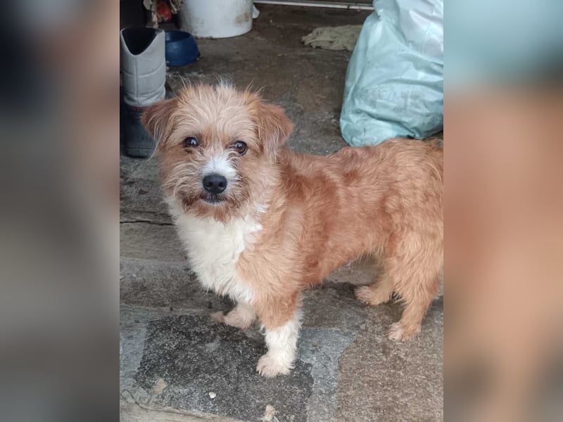 ⭐️PIGGLES⭐️, Hündin, 2 Jahre, 30 cm, Mischling, Tierschutz