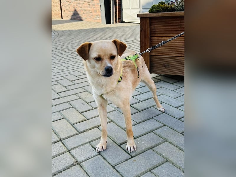 Goldi Tierschutzhund sucht ein Zuhause