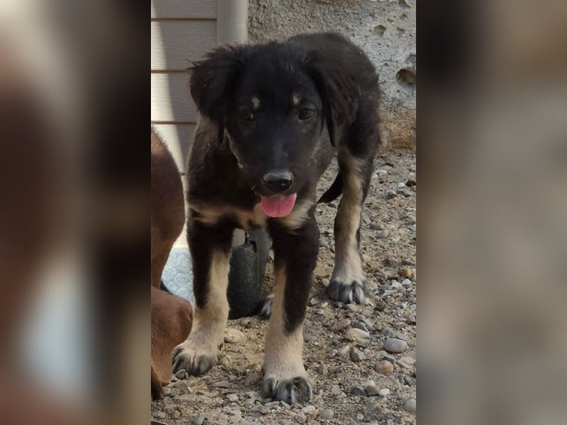 ⭐️DATA⭐️, zaghaftes Hundekind, Hündin, 6 Monate, bis 50 cm ausgew., Mischling, Tierschutz