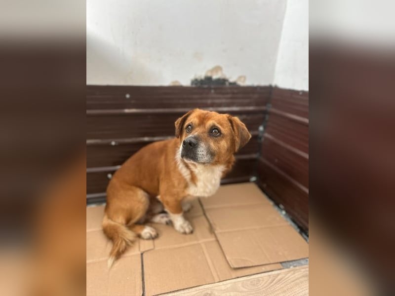 TAC, neugieriger Rüde, 2 Jahre, 35 cm, Mischling, Tierschutz