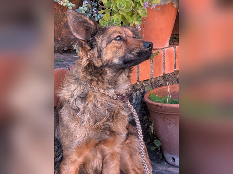 Zauberhafter Joka wartet in Portugal auf unserem Tierschutzhof!