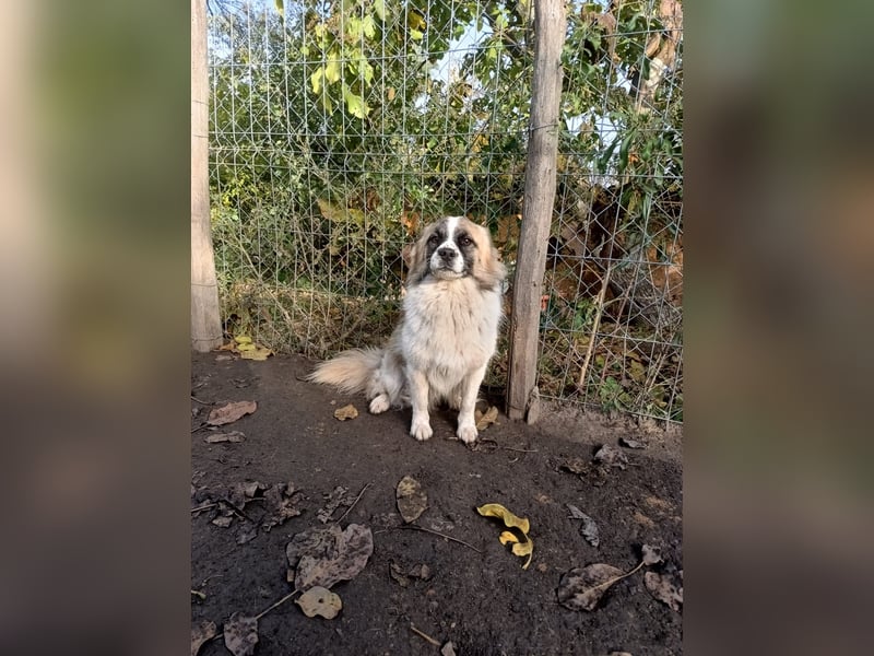 Mogli Tierschutzhund sucht ein Zuhause