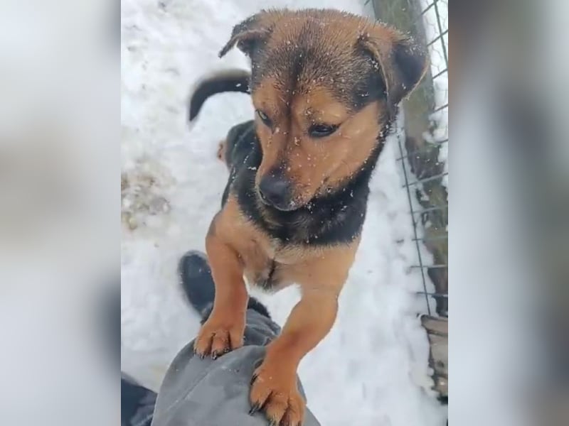 ⭐️SCOOTER⭐️, Rüde, 2,5 Jahre, 35 cm, Mischling, Tierschutz