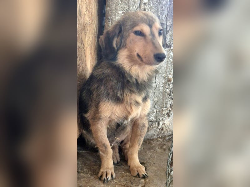 ⭐️ALINE⭐️, zarte Zuckerschnute, Hündin, 1,5 Jahre, 32 cm, Mischling, Tierschutz