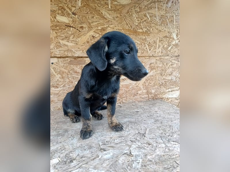 Zoe Tierschutzhund sucht ein Zuhause