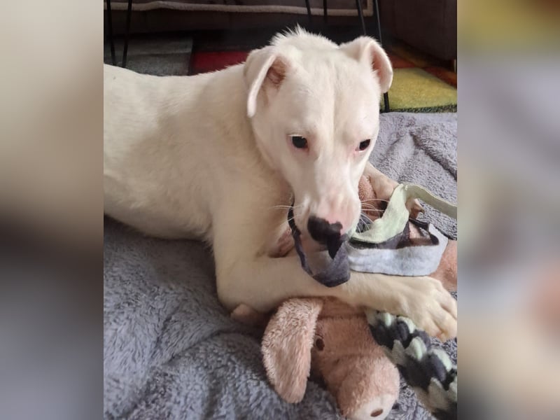 ARTEMIS, lustige Lakritz-Nase, 1 Jahr, 40 cm, Mischlingsmädchen, Tierschutz, Pflegestelle 53773