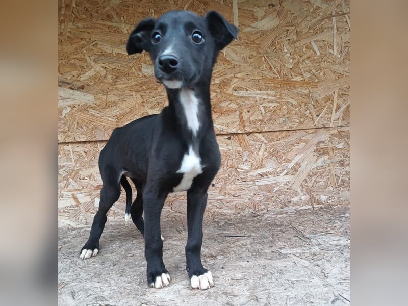 Smartie Tierschutzhund sucht ein Zuhause