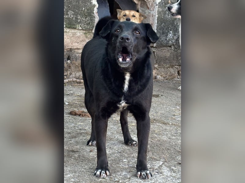 ⭐️RANA⭐️, vorsichtige Hündin, 4,5 Jahre, 38 cm, Mischling, Tierschutz Rumänien