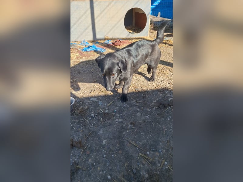 ⭐️MARIUCA⭐️, witzige, kleine Hündin, 3 Jahre, 37 cm, Mischling, Tierschutz