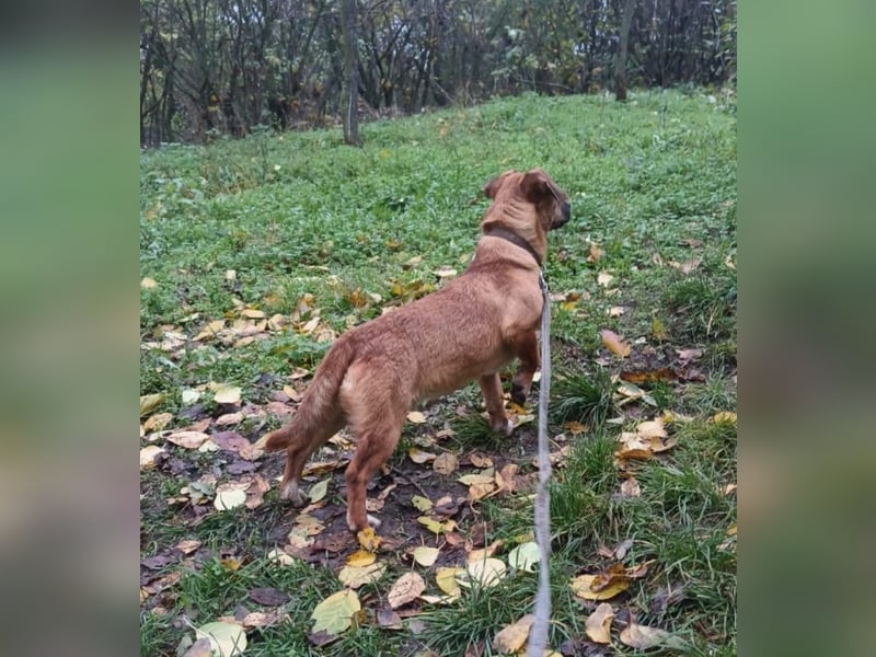 Peter Tierschutzhund sucht ein Zuhause