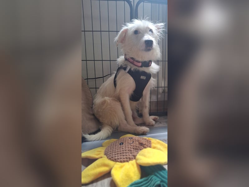 NISSI, verspielte Schmusemaus, 7 Monate, 34 cm, Mischling, Tierschutz, Pflegestelle 53773