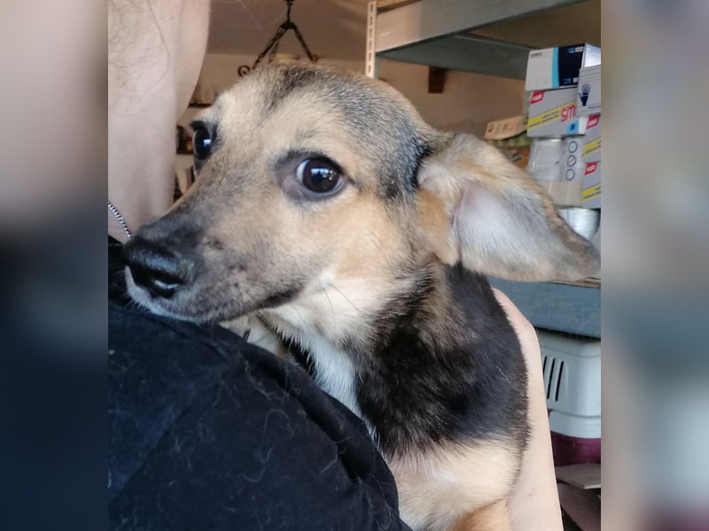 ⭐️MISSY⭐️, süßer Dackel-Mischling, Hündin, 3,5 Jahre, ca. 30cm, Mischling, Tierschutz Rumänien