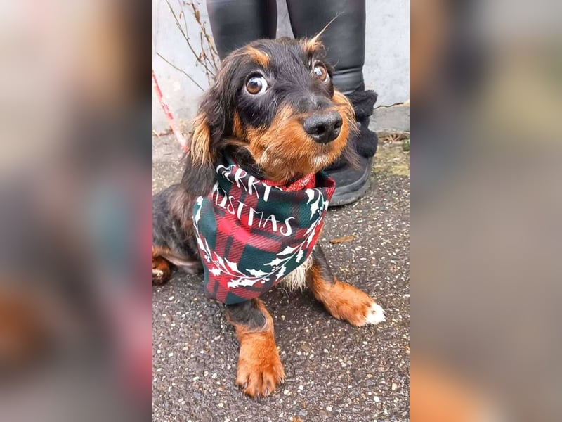 Kleiner Herzensbrecher Dale möchte nach Hause kommen