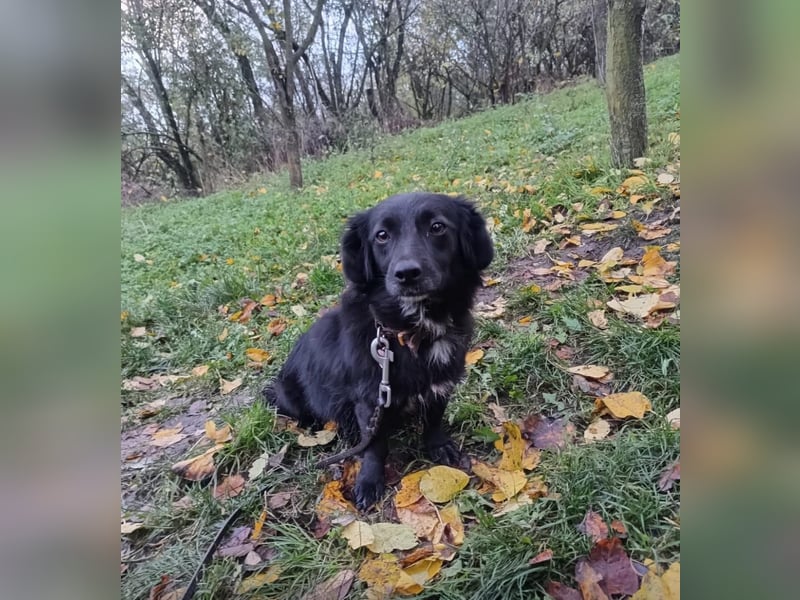 Molly Tierschutzhund sucht ein Zuhause