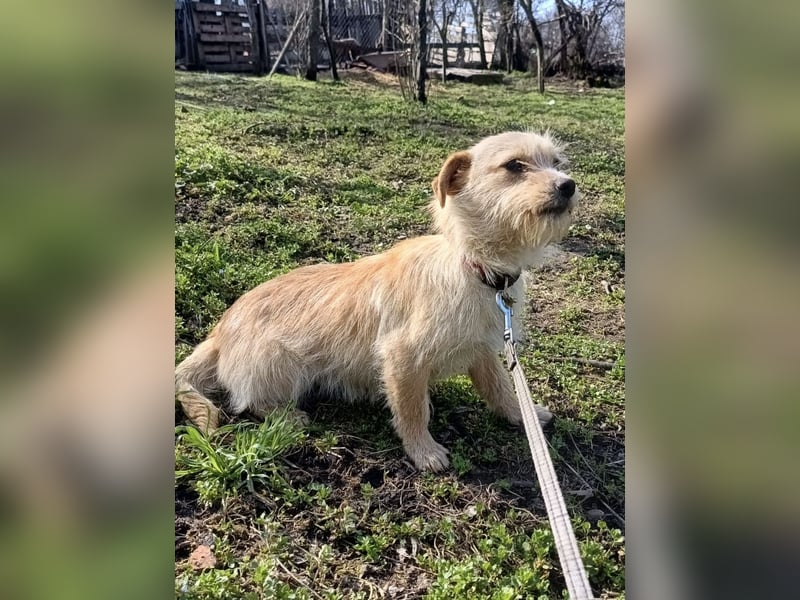 Bonnie Tierschutzhund sucht ein Zuhause
