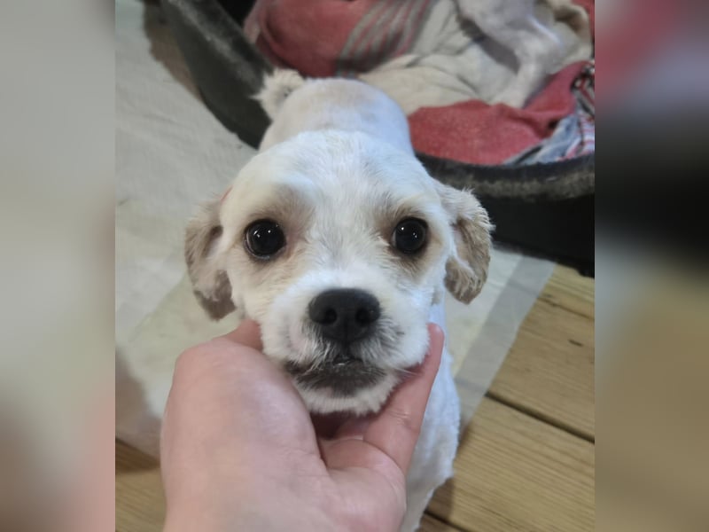 Kleine Hündin Inka - Reserviert