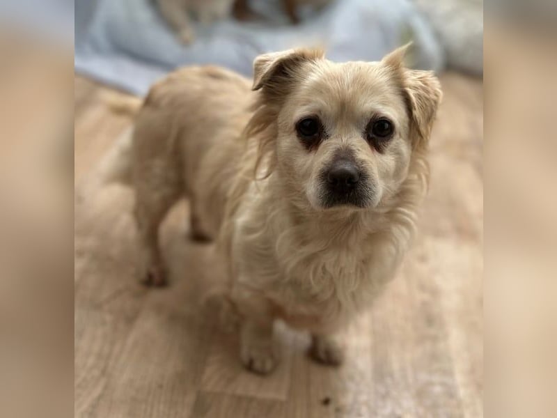 TIC, unkomplizierte Hundemaus, 2 Jahre, 30 cm, Mischling, Tierschutz