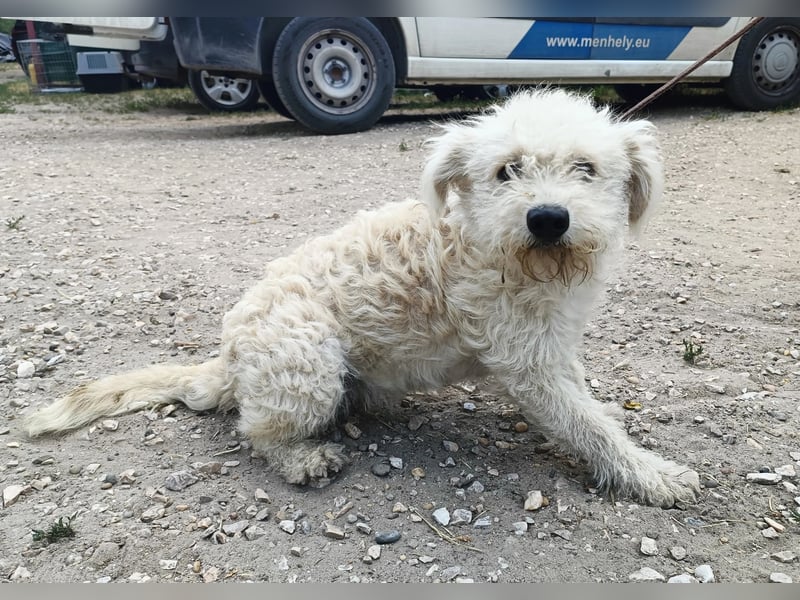 Maggie sucht ein ruhiges Zuhause