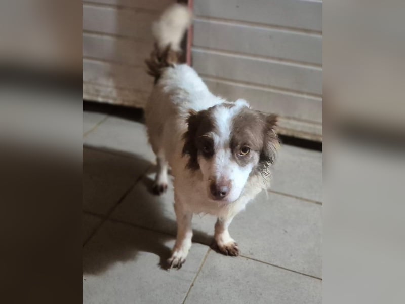 Rüde 490504 - noch namenlos - sucht seine Familie