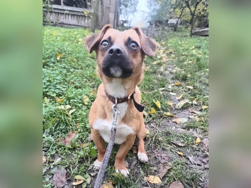 Peter Tierschutzhund sucht ein Zuhause